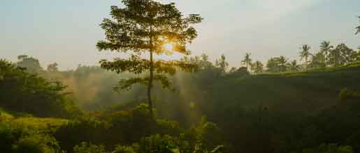 Polimex capa Polimex capa